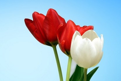 160112 Tulipaner